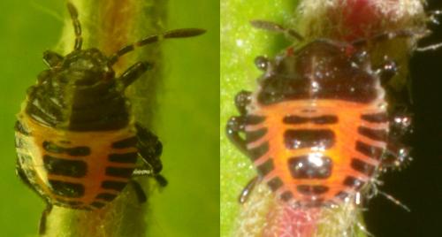 Réf. 268 205 : Halyomorpha halys